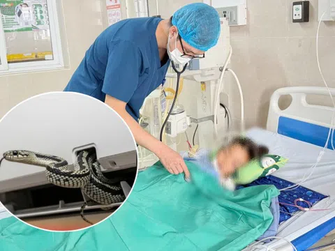 Vụ rắn cạp nia chui ra từ điều hòa cắn bé 7 tuổi lúc hơn 3h sáng: Người mẹ hoảng sợ kể lại toàn bộ sự việc