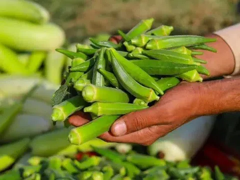 Các nhà khoa học phát hiện rau quen thuộc là khắc tinh của vi nhựa