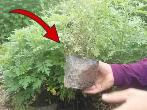 Thứ cây tưởng chỉ để ăn lại là "bùa hộ mệnh" trước cửa, ông bà xưa khuyên nhà nào cũng nên trồng