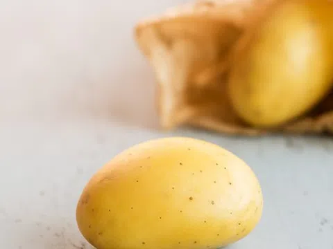 Việt Nam có loại củ là "vua của các loại thực vật", protein tốt ngang thịt, vitamin C gấp 10 lần táo
