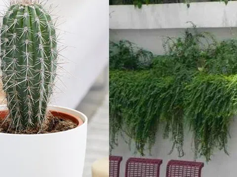 Nhiều người đang trồng 5 cây này mà không hay biết: Hao tài, mất lộc, thu hút vận xui