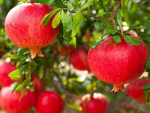 4 loại cây cứ trồng là "ôm lộc" vào nhà, chặt đi là mất hết!