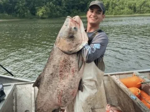 Ngư dân bắt được con cá mè khổng lồ nặng 50kg trên sông