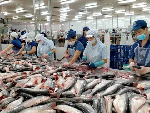 Cá tra, cá basa Việt Nam nhận tin vui từ thuế quan Mỹ