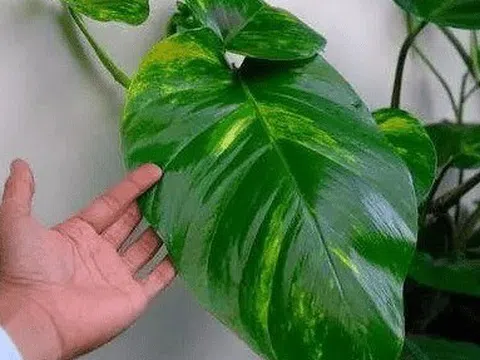 6 cây hoa này tốt nhất KHÔNG NÊN trưng trong nhà, vì "hoa càng thịnh người càng suy"