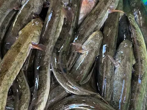 Loại cá "nhà nghèo" nay thành đặc sản, phơi khô bán 700.000 đồng/kg, nhà giàu mê như điếu đổ
