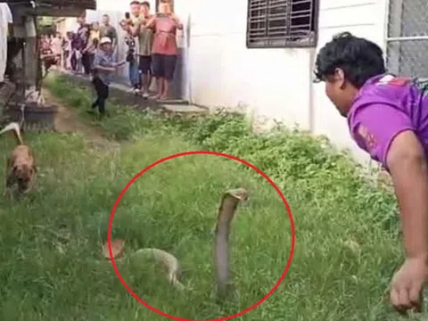 Người đàn ông tay không bắt rắn cực độc, dân làng thấy cảnh tượng đáng sợ