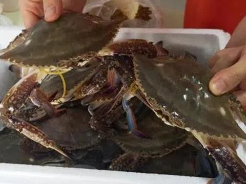 Thích ăn cua nhưng không biết cách chọn? 2 mẹo mua cua từ lão ngư, con nào cũng tươi ngon, chắc thịt!