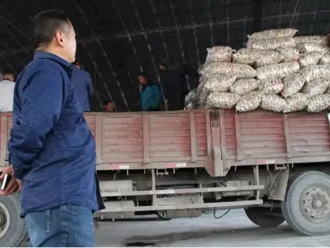 Thương lái chi 6 tỷ đồng mua 500 tấn tỏi gửi kho lạnh chờ bán, 1 năm sau chết lặng khi kho rỗng không, quản lý khẳng định: "Không có hóa đơn xuất kho"