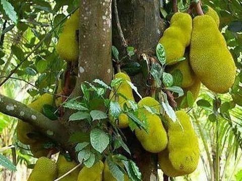 4 cây tụ lộc trời ban: Chặt là mất phúc, giữ thì tài lộc phú quý vô biên