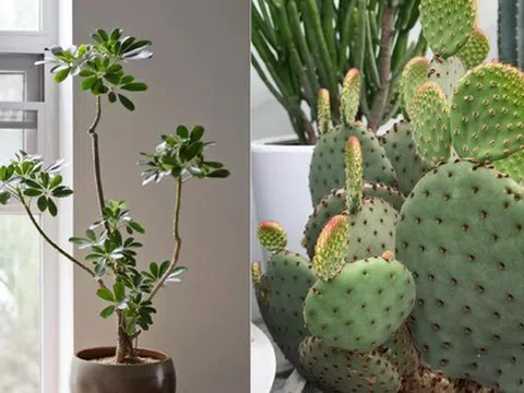 Người thông minh âm thầm nuôi 4 cây này trong nhà, chúng là "người hùng" bảo vệ sức khỏe
