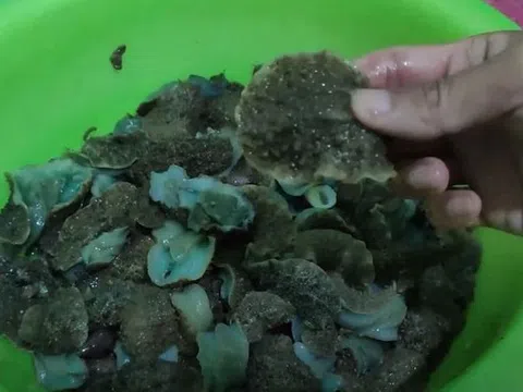 Thứ trông kỳ dị không ngờ là đặc sản "ăn giòn sần sật" dân phố thích mê, 70.000 đồng/kg