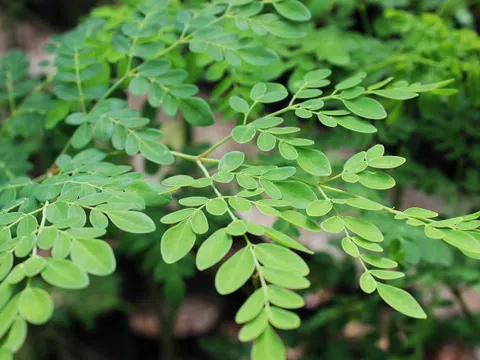 Việt Nam có 1 loại "lá trường thọ", được Mỹ đánh giá tốt hơn cả trà xanh: Từ rễ đến ngọn đều là thuốc, bổ ngang tổ yến nhân sâm