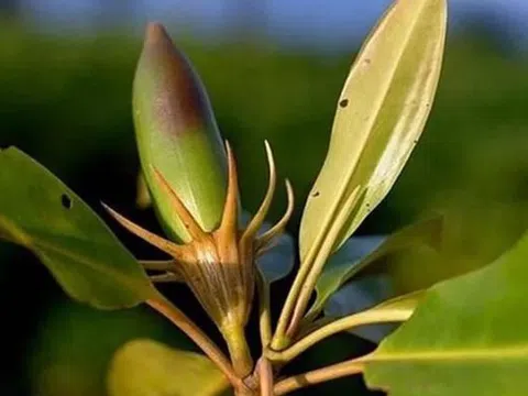Loài cây kỳ lạ bậc nhất thế giới, có thể "sinh con" như động vật, Việt Nam cũng có
