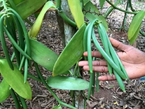 Loại quả đắt đỏ bậc nhất thế giới, từng có giá 15 triệu đồng/kg, ở Việt Nam có người trồng thành công
