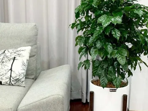Phòng khách đặt đúng 4 cây này, tiền vào như nước sông Đà, vận đỏ như son