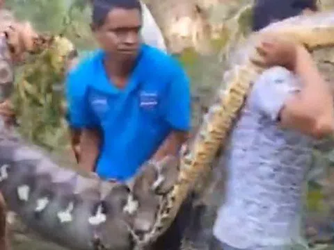 Người đàn ông bị trăn khổng lồ nuốt chửng khi đang chăn gà