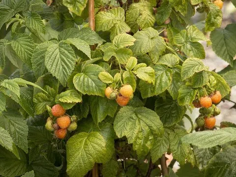 Mỹ đánh giá đây là loại quả tốt nhất giúp kéo dài tuổi thọ, trẻ lâu, là “kho báu” chất chống oxy hoá: Việt Nam có bán nhiều