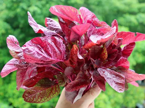 Mỹ đánh giá đây là loại rau trường thọ, nhiều sắt hơn thịt bò, bổ tim, ngừa ung thư, giá lại rất rẻ