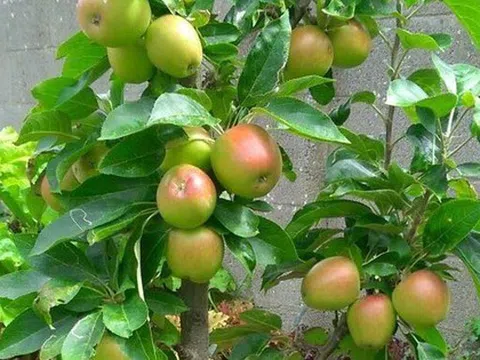 3 cây ăn quả trấn trạch chiêu tài, con cháu "đạp gió đông" phất lên nhanh chóng