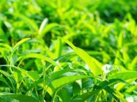 Rau nhiễm chì và kim loại năng, làm sao để nhận biết và loại bỏ?