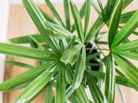 Chỉ cần trồng trong nhà, loại cây này sẽ âm thầm “nuốt” bụi mịn, lọc khí độc mỗi ngày