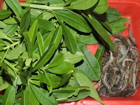 Đừng chỉ ăn củ, lá loài cây này quý như "nhân sâm người nghèo", ở quê mọc um tùm như cỏ dại