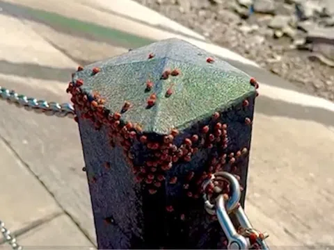 Người đi biển "trốn trong ô tô" khi nhìn thấy cảnh tượng đáng sợ