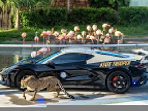 Cảnh sát tuần tra Florida 'khoe' dàn xe hiệu năng cao