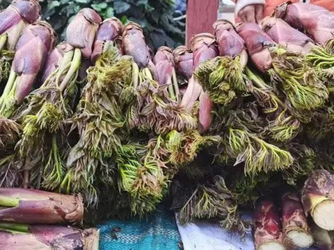Việt Nam có loại rau mọc dại, người Trung Quốc ví là “cao lương mỹ vị số 1 thế giới”: Tốt hơn cả nhân sâm