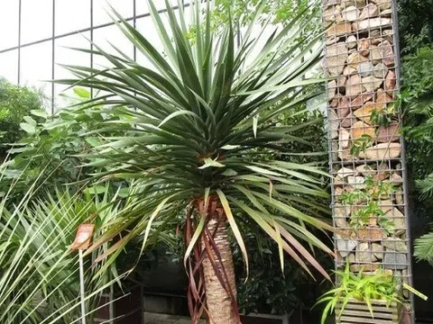 Những người thuộc mệnh này trồng cây Đại Lộc như "Hổ mọc thêm cánh"