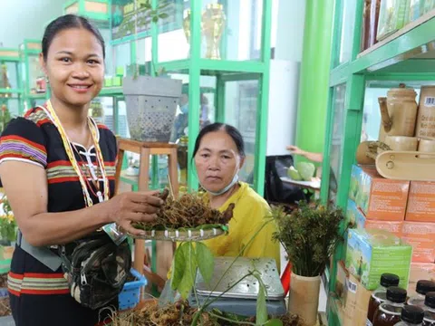 Đà Nẵng: Đẩy mạnh xã hội hóa Lễ hội Sâm Ngọc Linh, gắn kết cộng đồng vào phát triển kinh tế