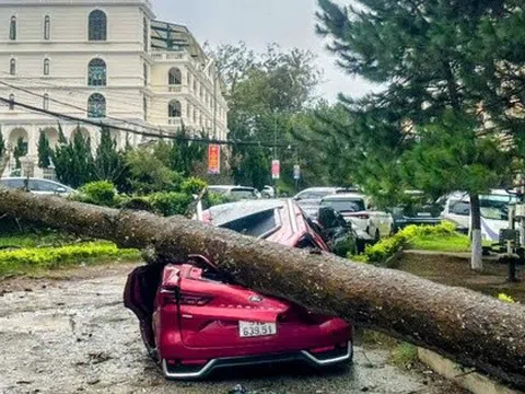 CLIP: Gió giật, cây xanh bật gốc đè bẹp ô tô ở Đà Lạt