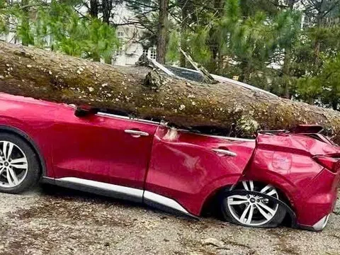 Lâm Đồng: Mưa lớn, gió mạnh quật đổ nhiều cây xanh, đè bẹp xe ô tô, tốc mái nhà