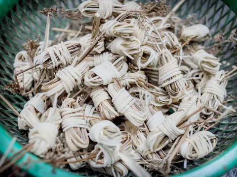 Loại cây dại xưa chỉ để bện dép, ai tinh mắt hái đem bán 500.000 đồng/kg