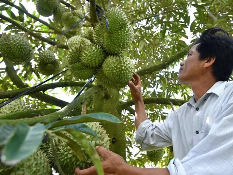 Sầu riêng chưa cho trái, 'đại gia' Đắk Lắk vẫn lãi kỷ lục