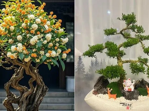 6 loại cây cảnh trường thọ người giàu hay trồng: Có cây sống 200 năm, hoa vẫn nở sau khi chủ nhân mất