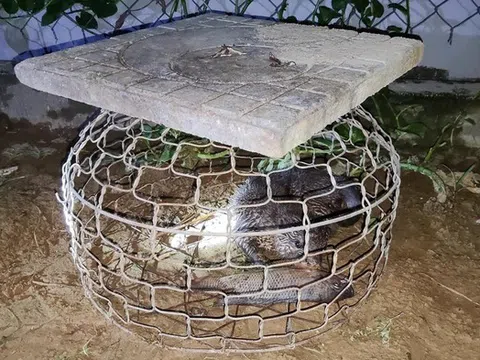 Đi đánh cá, người đàn ông bắt được loài vật quý hiếm có trong Sách Đỏ Việt Nam