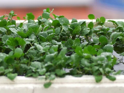 2 loại rau dễ là nơi "tổ ký sinh trùng" ẩn náu, nhất cái số 1 rất quen