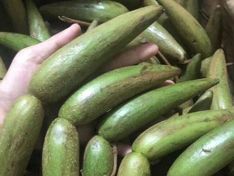 Loài cây dại "xấu xí" trước cho không ai lấy, nay đi nhặt quả bán gần 100.000 đồng/kg