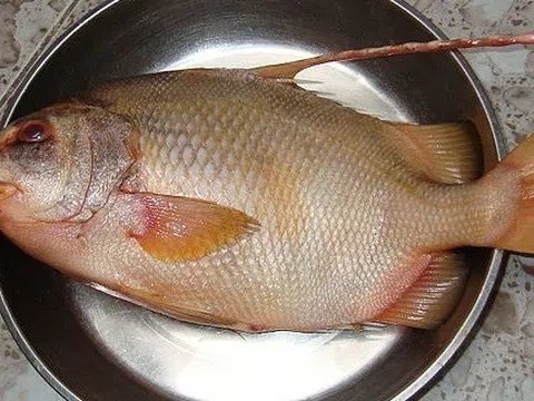 4 loại cá khó nuôi nhân tạo, thịt bổ không tanh, nhà giàu săn lùng từng con