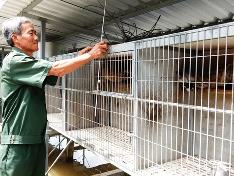 Cãi vợ nuôi con "đặc sản" dân nhậu thích mê, lão nông kiếm bộn tiền