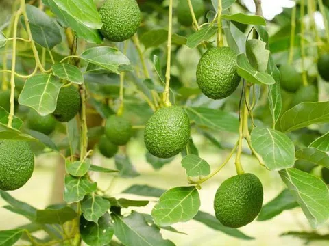 Loại quả được đánh giá "tốt nhất thế giới", ở Việt Nam vừa nhiều vừa rẻ