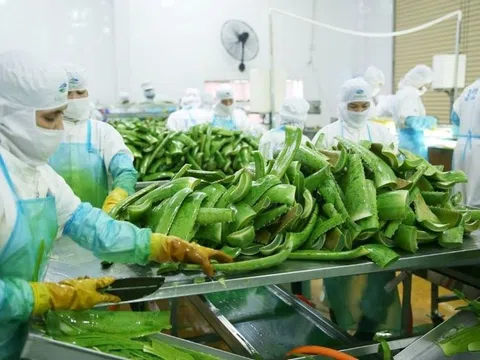 'Trùm' cung cấp nguyên liệu cho Vinamilk, Masan chi phối 'vua nha đam'