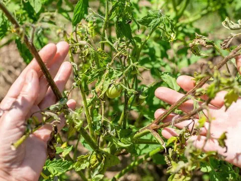 Loại quả được đánh giá "tốt nhất thế giới", ở chợ Việt vừa rẻ vừa nhiều