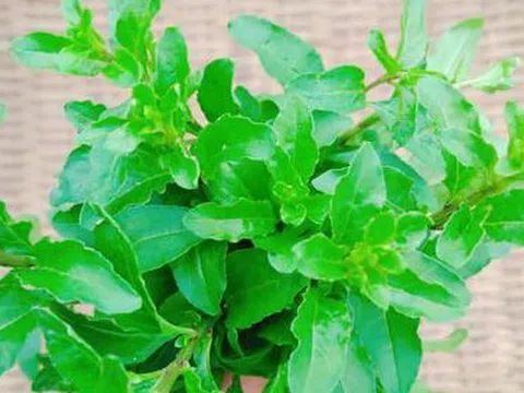 Đừng chỉ ăn quả, lá loại cây này quý như "nhân sâm của nhà nghèo", nhiều người không biết mà ăn