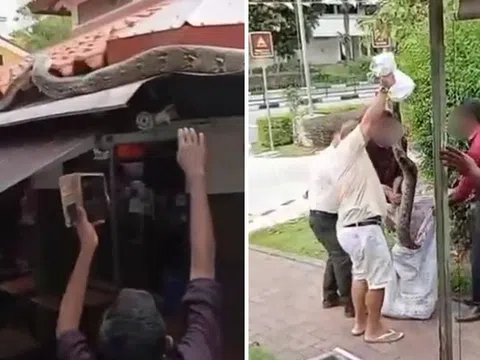 Nhìn lên mái quán cà phê, người dân tái mặt khi chứng kiến cảnh tượng nổi da gà