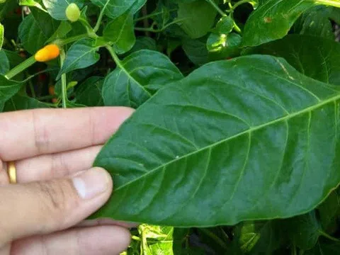 Đừng chỉ ăn quả, lá loại cây này quý như "nhân sâm người nghèo", ở quê mọc um tùm