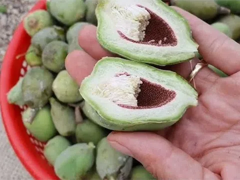 Loại cây mọc dại khắp Việt Nam trước không ai "ngó", ở nước ngoài gần nửa triệu/kg