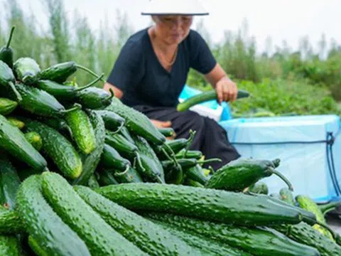 Dưa chuột "ngậm thuốc kích thích" có 3 đặc điểm này, người biết nhận ra ngay
